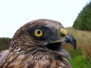 Australasian Harrier Hawk - Yellow Eyes