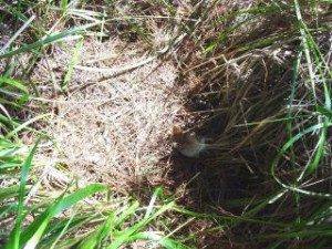 Australasian Harrier's Nest