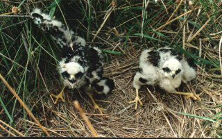 Australasian Harrier Chicks 3-4 weeks old
