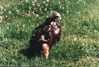 Australasian Harrier Chick approx 4 weeks old