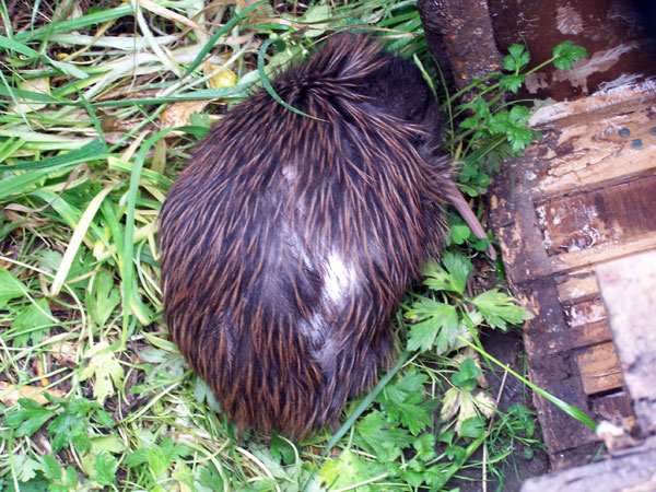 Bird Rescue Manawatu - rescued Kiwi - godd feather re-growth