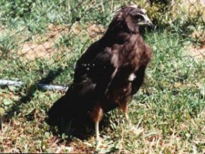 Australasian Harrier Chick at approx 6 weeks old