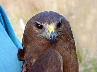 Australasian Harrier Hawk - young with Brown Eyes