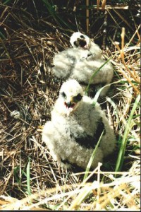 Australasian Harrier Chicks 2-3 weeks onl