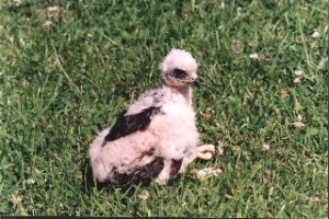 Australasian Harrier Chick approx 2 weeks old