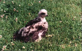 Australasian Harrier Chick approx 3 weeks old