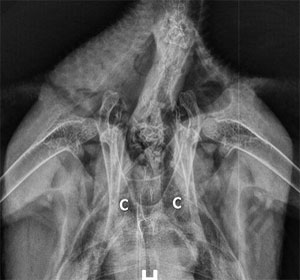 This is what the chest bones of a normal bird look like on an x-ray 