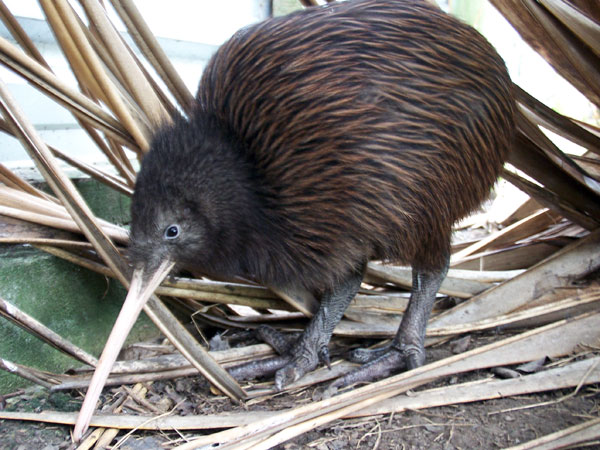 Rescued Kiwi fossicking for food in Kiw Aviary at Bird Rescue Wanganui